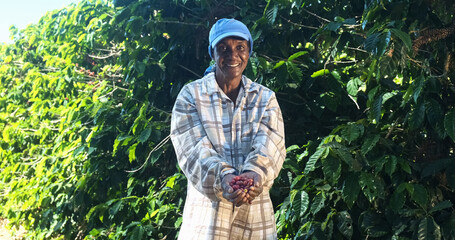 Woman American African farmer showing picked red coffee beans in his hands. Woman coffee farmer is harvesting coffee in the farm, arabica coffee. - obrazy, fototapety, plakaty