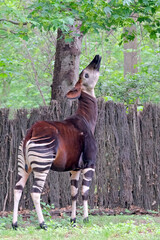 Okapi ( Okapia johnstoni ).