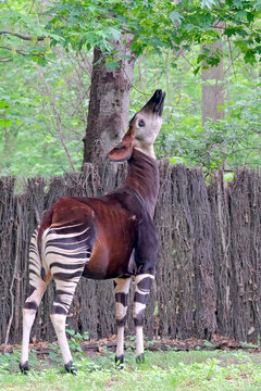 Okapi ( Okapia johnstoni ).