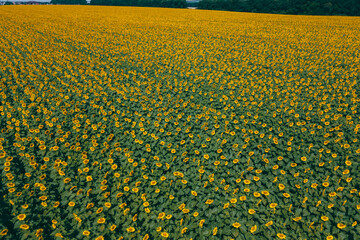 Field with bright yellow sunflowers on a sunny day. Aerial photography, drone photography. Perfect wallpaper. Aerial view of a sunflower field in summer. Drone photography texture image