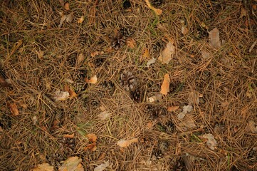 Top view of forest pine needles and cones. Brown background of forest leaves