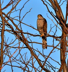 Hawk on the tree in wildlife.