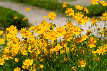 Obraz premium Flores Amarillas en Verano