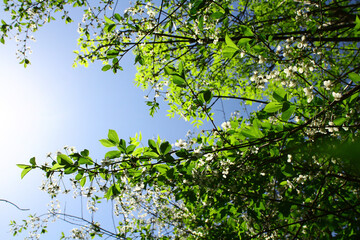 Fototapeta premium green leaves on a branch