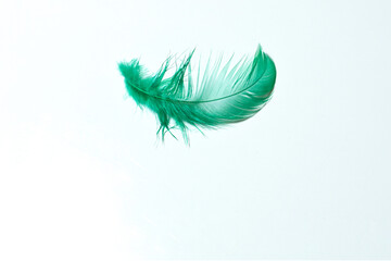Green feather falls on a white background. Bird feather. 