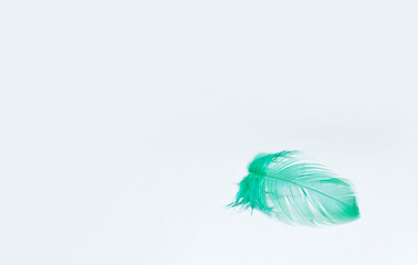Fluffy little feather close-up. The green feather lies on a white background. 