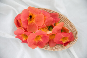 Chinese trumpet creeper flower on a white background.