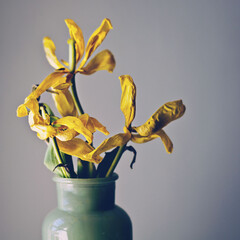 bouquet of yellow tulips