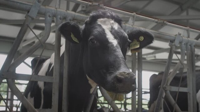 The face of a cow in a professional industrial barn. Raising heifers for sustainable milk and meat on a cow farm. Organic nutrition. Healthy lifestyle. Milky store business.