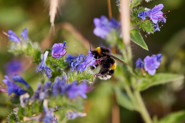 (Bombus) is a genus of bee-like hymenoptera, but larger in body and having a hairy body with black and yellow stripes.