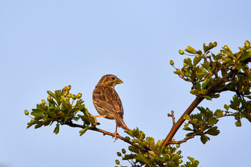 Corn bunting (Miliaria calandra) on a tree branch