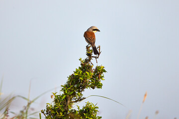 (Lanius collurio) is a small bird in the genus Lanius, family Laniidae, with a body length of 16–18 cm.