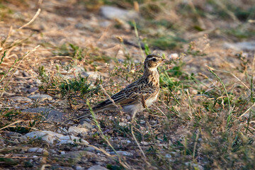 (Alaudidae) are a family of songbirds in the order Passeriformes that includes 92 species with medium or small size.