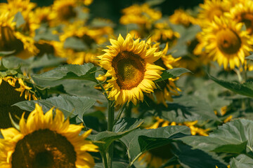 Fototapeta premium Perfect wallpaper. Shiny yellow sunflower in a plantation field of abundance against a blue bright sky on a sunny summer day