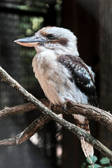 Jägerliest ( Dacelo / Kookaburra ).