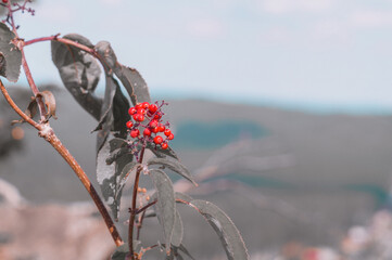 red flower on a tree