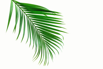Green palm leaf branch on white background, with clipping path