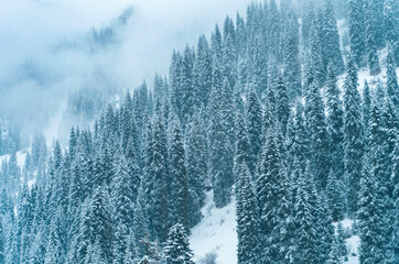 Forest covered with snow in winter in the mountains during snowfall and fog.
