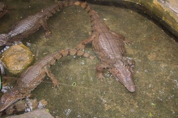 alligator in the water