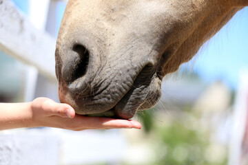 Girl hand feeding by melone and caressing muzzle of a horse.