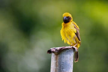 Asian Golden Weaver (Male) perched on steel pipein the garden of thailand