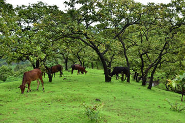 Grazing cows on a green landscape