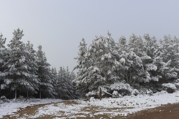 Snow covered pine trees in Oberon with dirt road and sun trying to break through the dense fog.