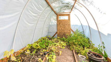 Pano Inside an arched greenhouse with vegetables planted inside