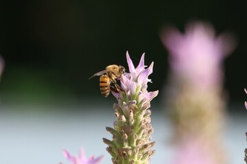 Bee on Lavender Flower. Abelha em Flor de Lavanda.
