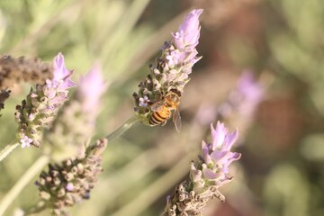 Bee on Lavender Flower. Abelha em Flor de Lavanda.