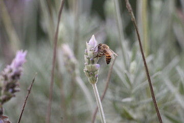Bee on Lavender Flower. Abelha em Flor de Lavanda.