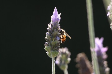 Bee on Lavender Flower. Abelha em Flor de Lavanda.