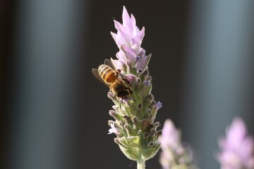 Bee on Lavender Flower. Abelha em Flor de Lavanda.