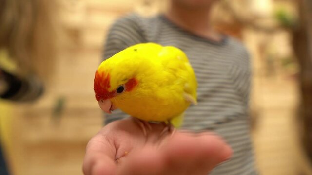 Yellow and green parrots eat bird food with the hands of a smiling girl