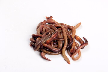 Common Earthworm Nightcrawler (Lumbricus Terrestris), group of earthworm on white background