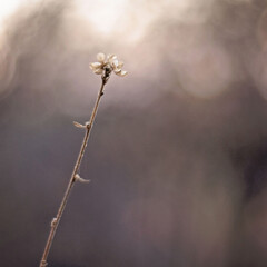 dry flower in winter landscape