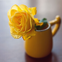 yellow rose in a vase