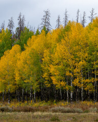 yellow tree landscape during the fall season in colorado