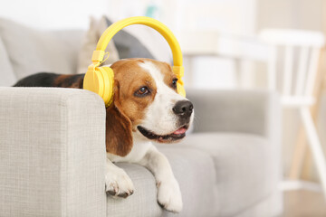 Fototapeta premium Cute Beagle dog listening to music at home