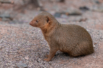Cute common dwarf mongoose, Helogale parvula, on a sandy ground. Mongoose species native to Angola, northern Namibia, KwaZulu-Natal in South Africa, Zambia and East Africa.