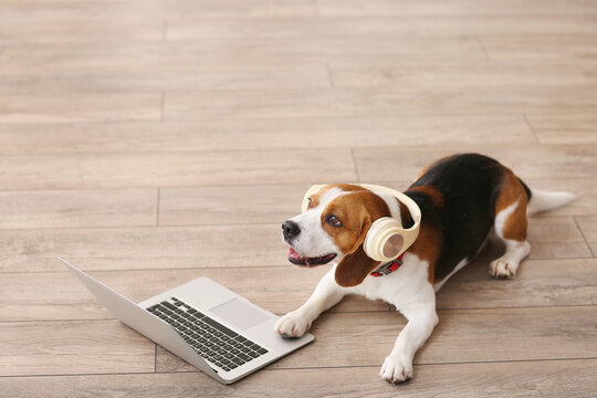 Cute Beagle dog with headphones and laptop at home