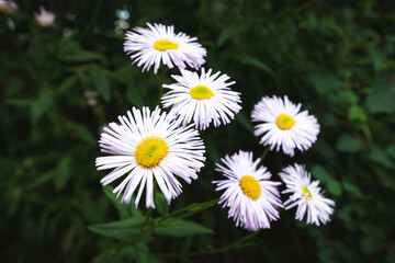 Blüten