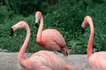 Three American flamingos, Phoenicopterus ruber, focused on the one of them, with its silhouette clearly cut against darker backgeound. The only flamingo that naturally inhabits North America.