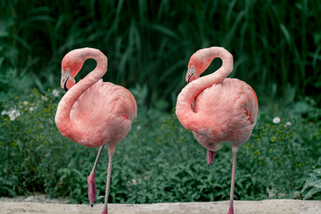 Detail of two American flamingos, Phoenicopterus ruber, in the same pose, with silhouettes clearly cut against darker green background. The only flamingo that naturally inhabits North America.