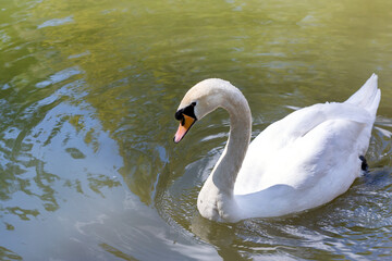 Obraz premium One white swan swims in the lake. 