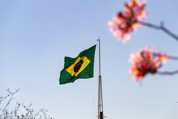 Bandeira do Brasil tremulando ao vento entre os galhos floridos de uma árvore, com o céu azul ao fundo.