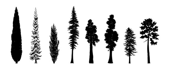 Tree Set. Pine Evergreen trees. Different  Silhouette. Vector Black Illustration. Forest and Park Elements. Сypress Spruce, Coniferous, Pine Silhouette. Winter Forest Set. Isolated White Background.
