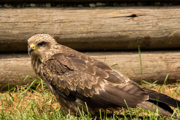 Bussard