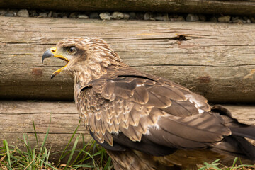 Bussard