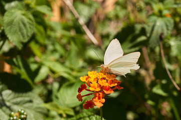 White butterfly posing on colorful flowers.